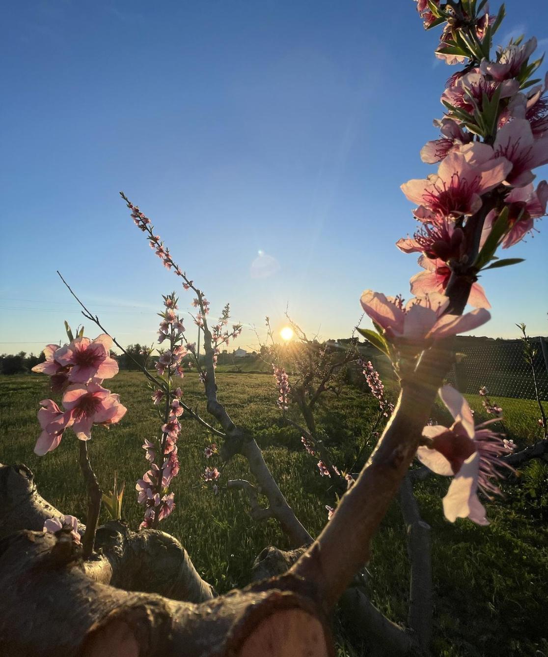 Agriturismo Le Grange ヌマーナ エクステリア 写真